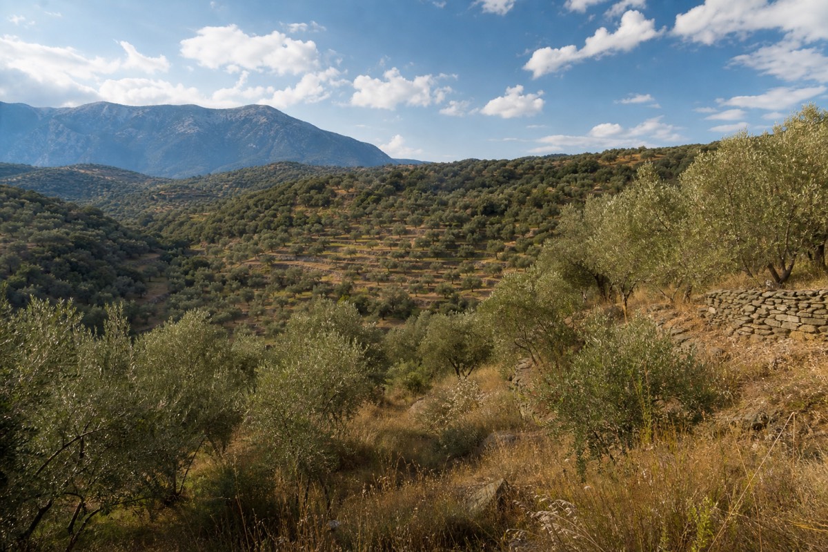 Olive groves on the hills of the Greek islands and mainland featured in Greece tour packages